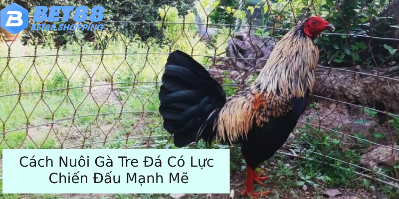 Cách Nuôi Gà Tre Đá Có Lực