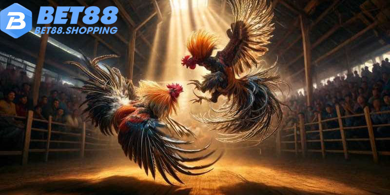 Tổng quan về sảnh đá gà tại nhà cái Bet88