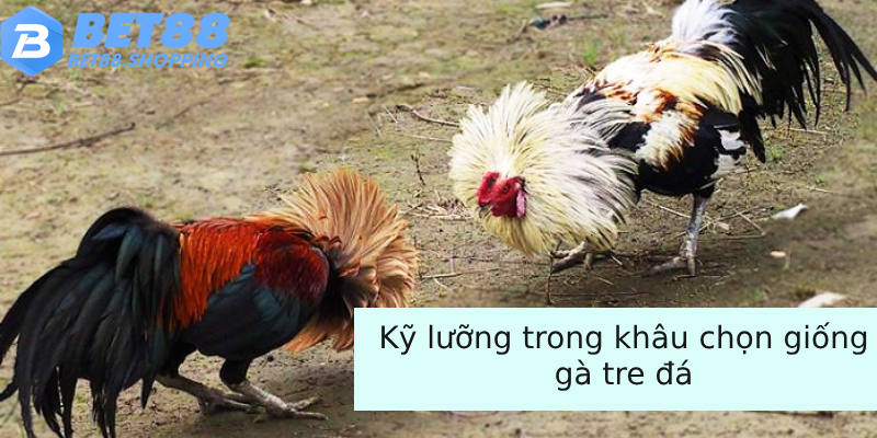 Kỹ lưỡng trong khâu chọn giống gà tre đá 