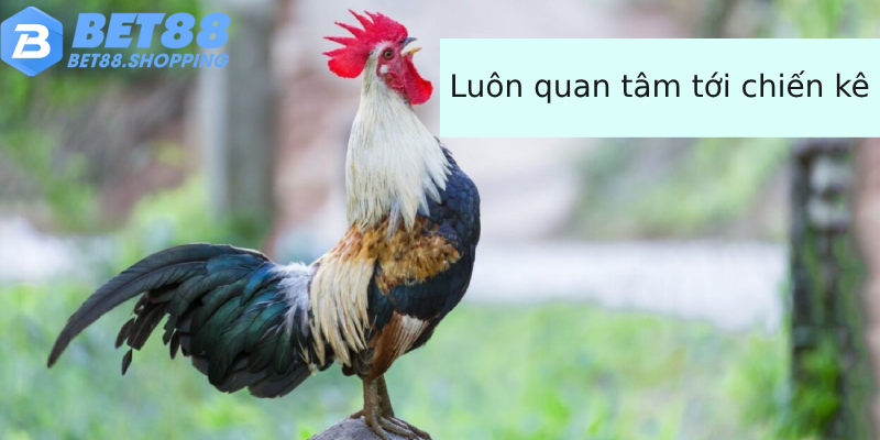 Luôn quan tâm tới chiến kê